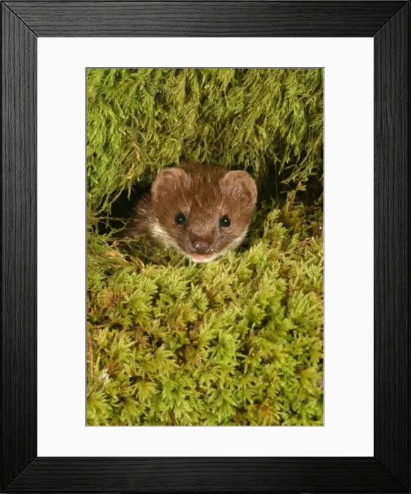 Framed Print : Weasel Male in moss Close up of head West Wales, UK Framed Print : Weasel Male in moss Close up of head West Wales, UK