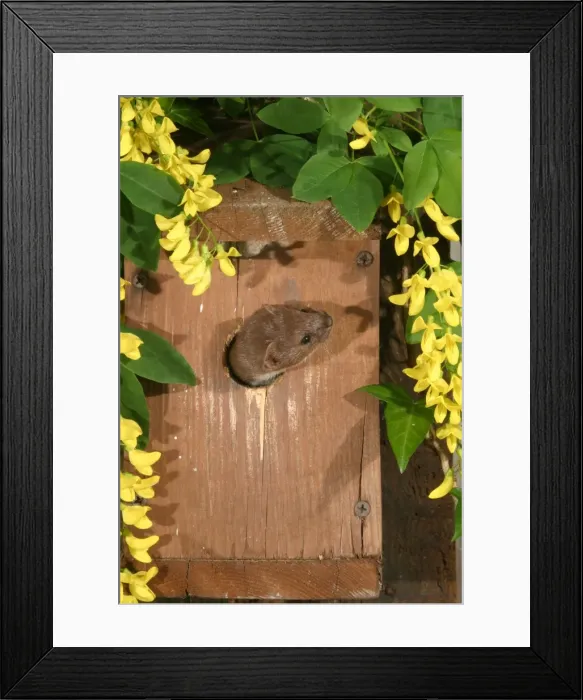 Framed Print : Weasel Male raiding nestbox West Wales, UK Framed Print : Weasel Male raiding nestbox West Wales, UK