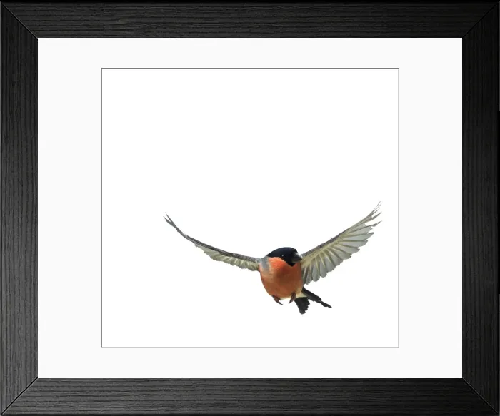 Framed Print : Bullfinch Male In flight Framed Print : Bullfinch Male In flight
