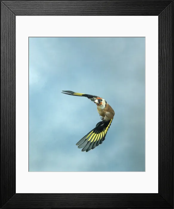 Framed Print : Goldfinch Female In flight Framed Print : Goldfinch Female In flight