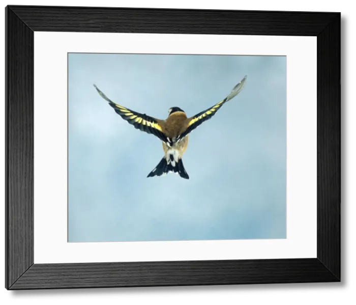 Framed Print : Goldfinch Female In flight wings spread Framed Print : Goldfinch Female In flight wings spread
