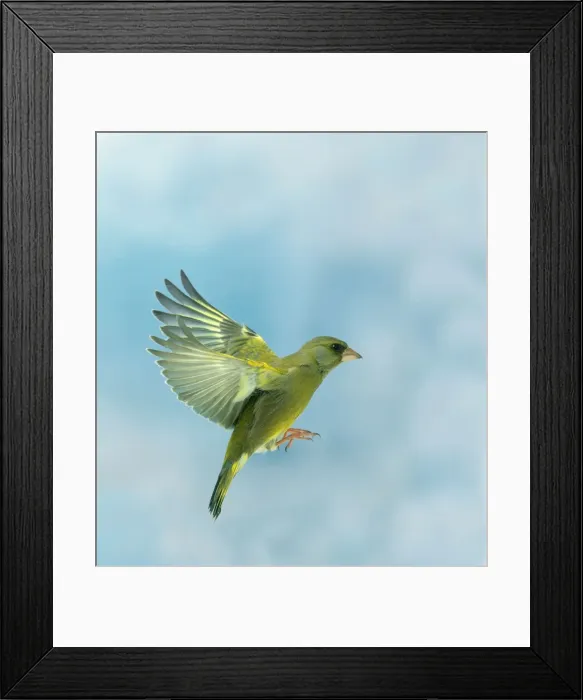 Framed Print : Greenfinch Male In flight, side view, wings up Framed Print : Greenfinch Male In flight, side view, wings up