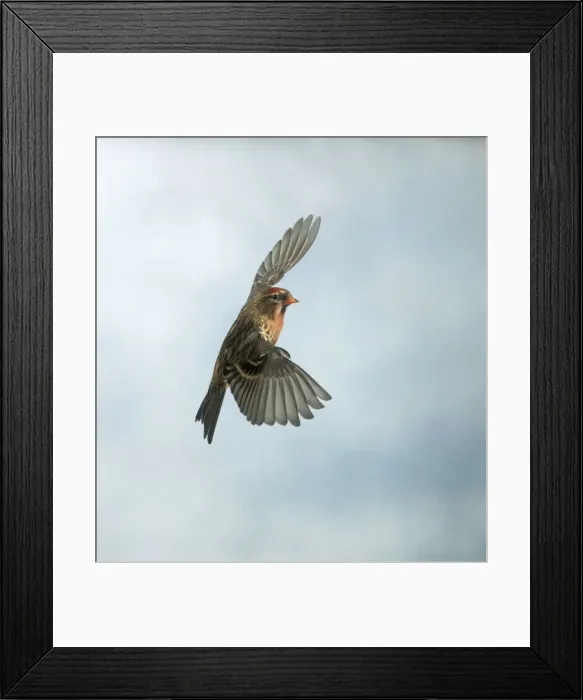 Framed Print : Lesser Redpoll Male In flight Framed Print : Lesser Redpoll Male In flight