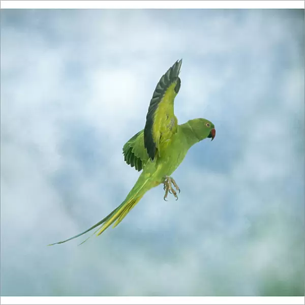 Ring-necked  /  Rose-ringed Parakeet In flight, side view, wings up