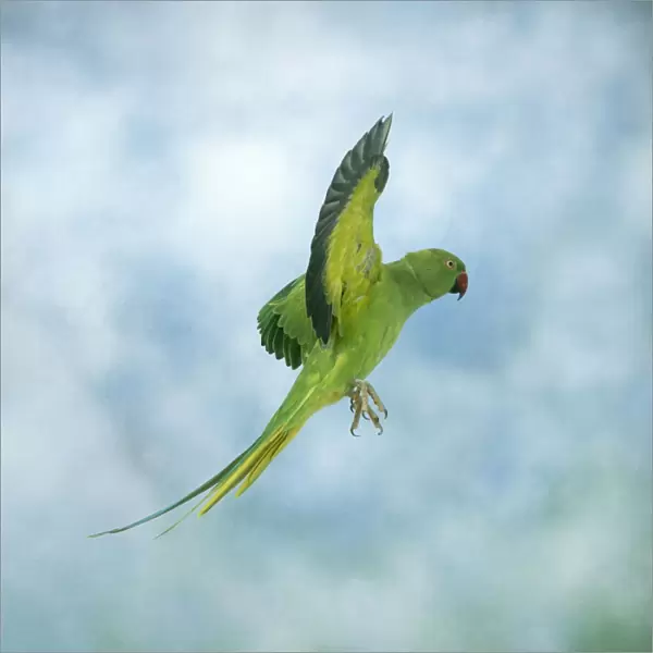 Ring-necked  /  Rose-ringed Parakeet In flight, side view, wings up