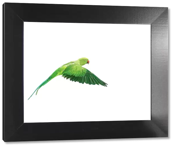 Ring-necked  /  Rose-ringed Parakeet In flight, wings down, side view