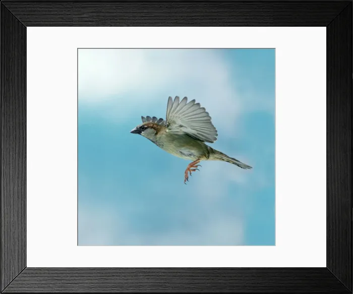 Framed Print : House sparrow Male in flight, wings up, side view Framed Print : House sparrow Male in flight, wings up, side view