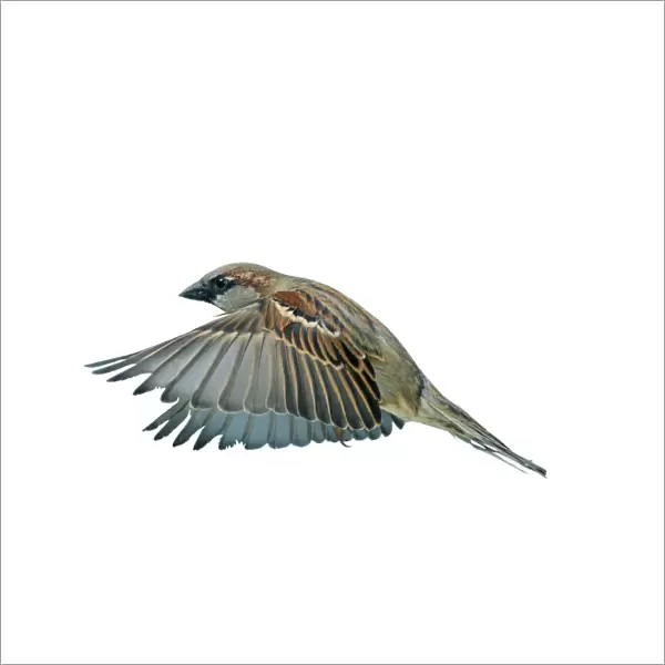 House Sparrow Male in flight, wings down, side view