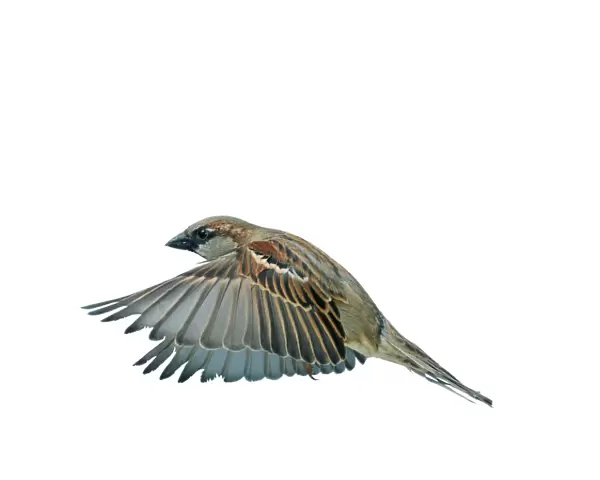 House Sparrow Male in flight, wings down, side view