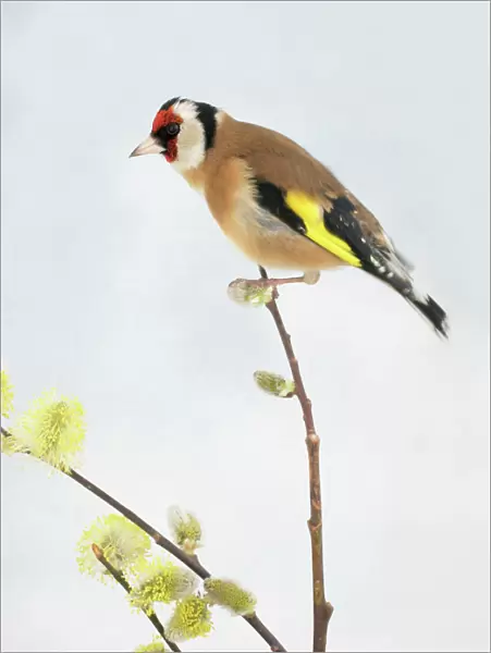 Goldfinch Male On Pussy Willow, side view