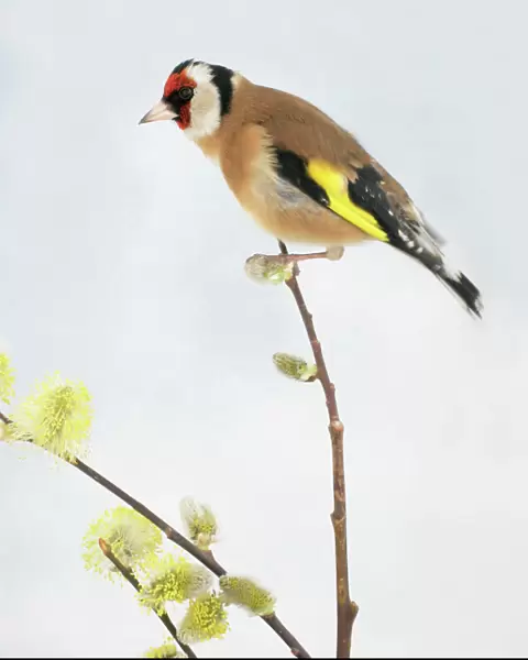 Goldfinch Male On Pussy Willow, side view