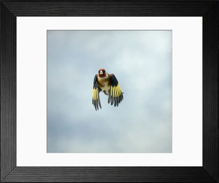 Framed Print : Goldfinch Male in flight head on Bedfordshire, UK Framed Print : Goldfinch Male in flight head on Bedfordshire, UK