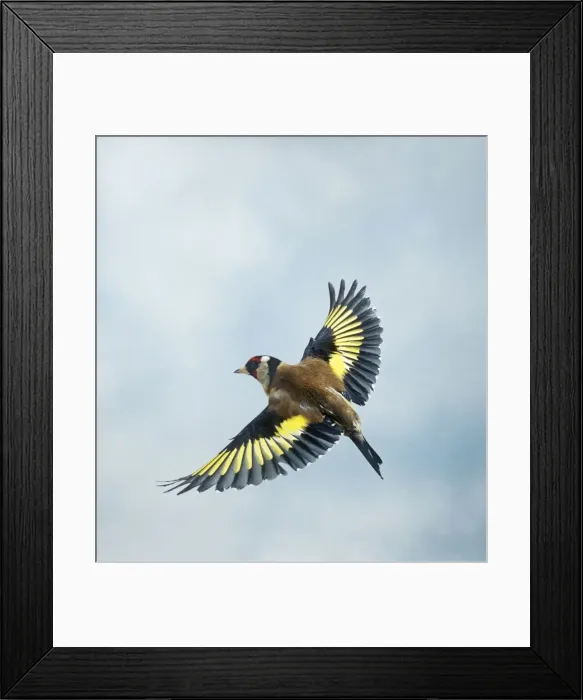 Framed Print : Goldfinch Male in flight top view wings spread UK Framed Print : Goldfinch Male in flight top view wings spread UK