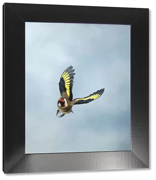 Goldfinch Male in flight turning head on wings up UK