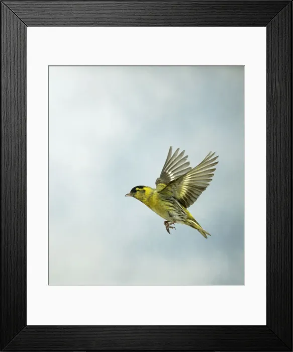 Framed Print : Siskin Male in flight side view UK Framed Print : Siskin Male in flight side view UK