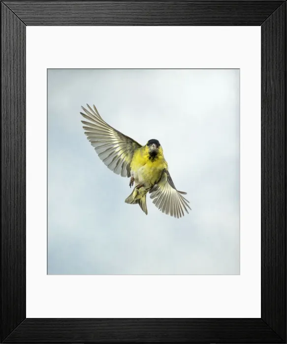 Framed Print : Siskin Male in flight turning, head on UK Framed Print : Siskin Male in flight turning, head on UK