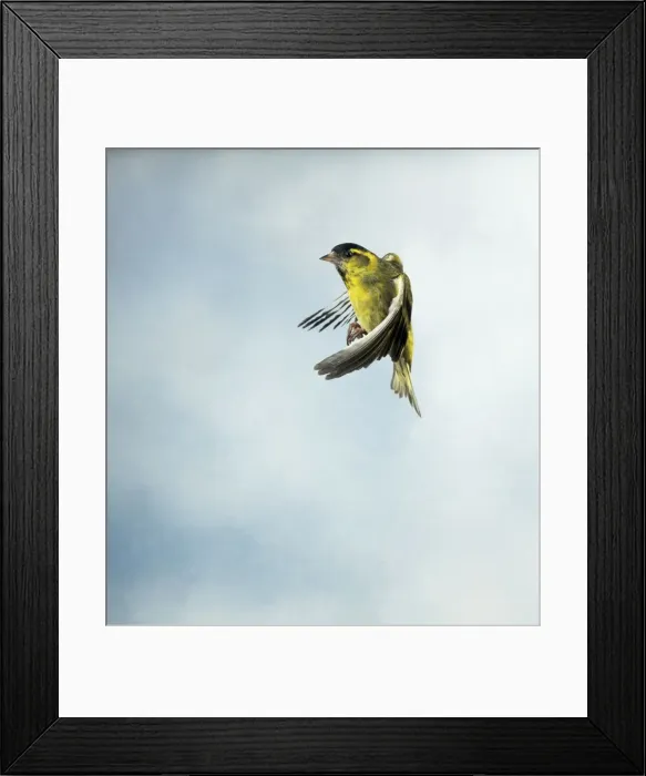 Framed Print : Siskin Male in flight side view wings forward UK Framed Print : Siskin Male in flight side view wings forward UK