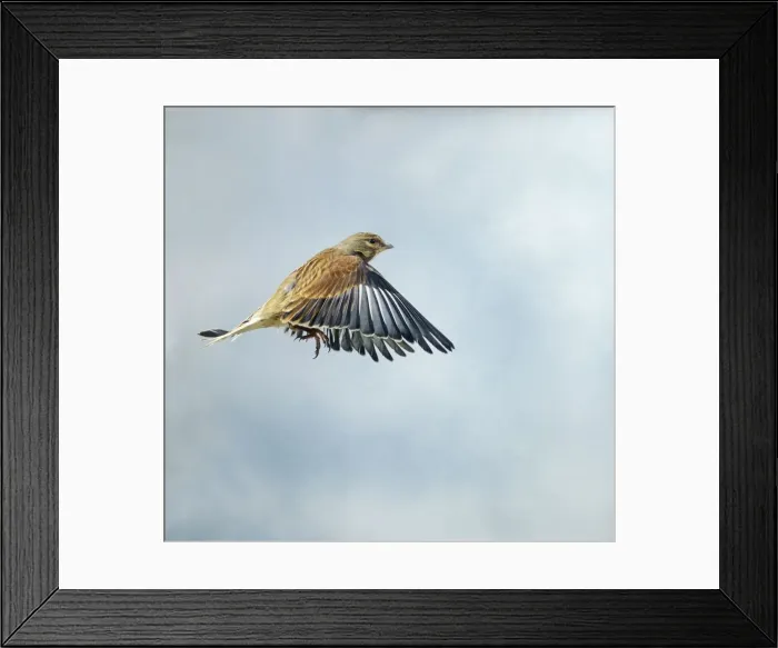 Framed Print : Linnet Male in flight side view wings down winter plumage UK Framed Print : Linnet Male in flight side view wings down winter plumage UK