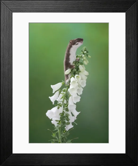Framed Print : Weasel Male climbing foxglove Framed Print : Weasel Male climbing foxglove