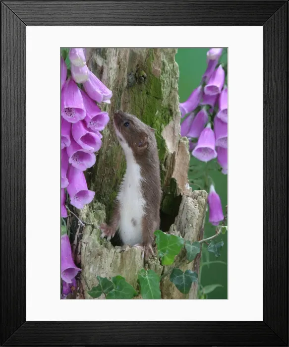 Framed Print : Weasel Male in hollow stump Framed Print : Weasel Male in hollow stump