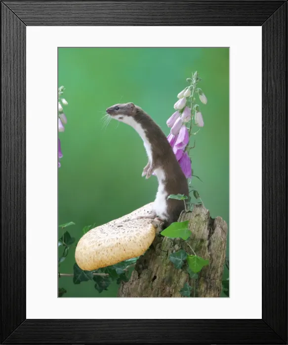 Framed Print : Weasel Male on fungus Framed Print : Weasel Male on fungus