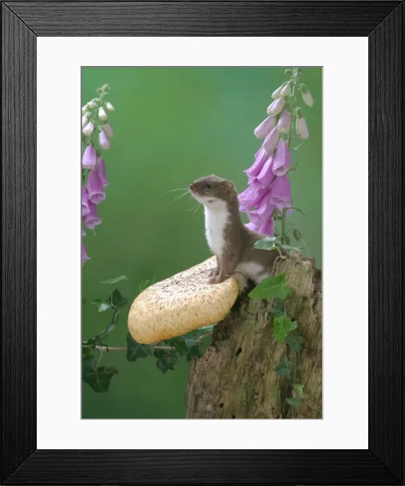 Framed Print : Weasel Male on fungus Framed Print : Weasel Male on fungus