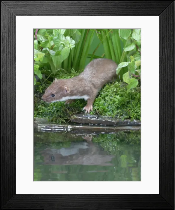 Framed Print : Weasel Male by water Bedfordshire, UK Framed Print : Weasel Male by water Bedfordshire, UK