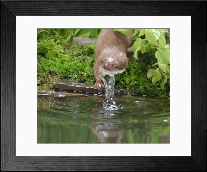 Framed Print : Weasel Male bathing Bedfordshire, UK Framed Print : Weasel Male bathing Bedfordshire, UK