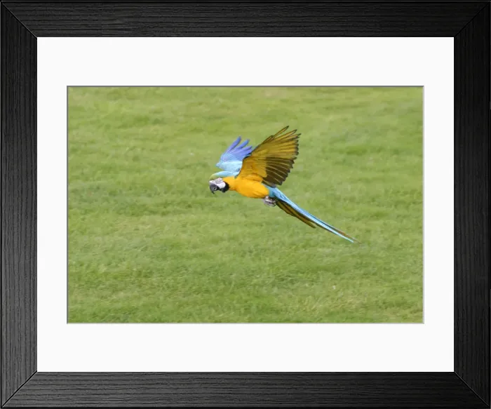 Framed Print : Blue & Gold Macaw In flight Whipsnade Bedfordshire UK Framed Print : Blue & Gold Macaw In flight Whipsnade Bedfordshire UK