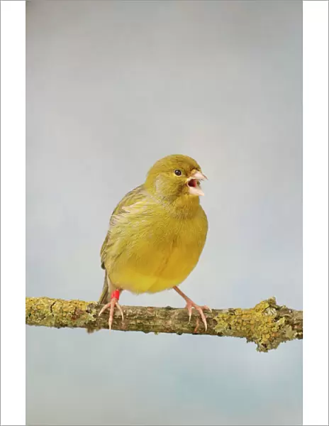 Green Fife Canary - front view singing, captive bred Bedfordshire UK