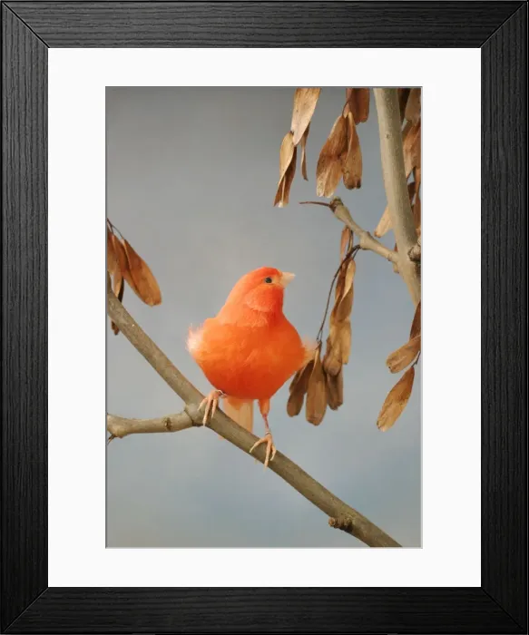Framed Print : Canary - intensive red, front view on ash, captive bred Bedfordshire UK Framed Print : Canary - intensive red, front view on ash, captive bred Bedfordshire UK