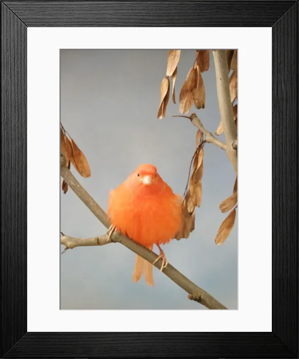 Framed Print : Canary - intensive red, front view, rousing, on ash, captive bred Bedfordshire UK Framed Print : Canary - intensive red, front view, rousing, on ash, captive bred Bedfordshire UK