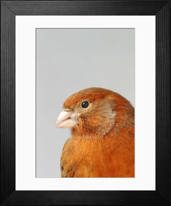 Framed Print : Canary - bronze red, close up of head, captive bred Bedfordshire UK Framed Print : Canary - bronze red, close up of head, captive bred Bedfordshire UK