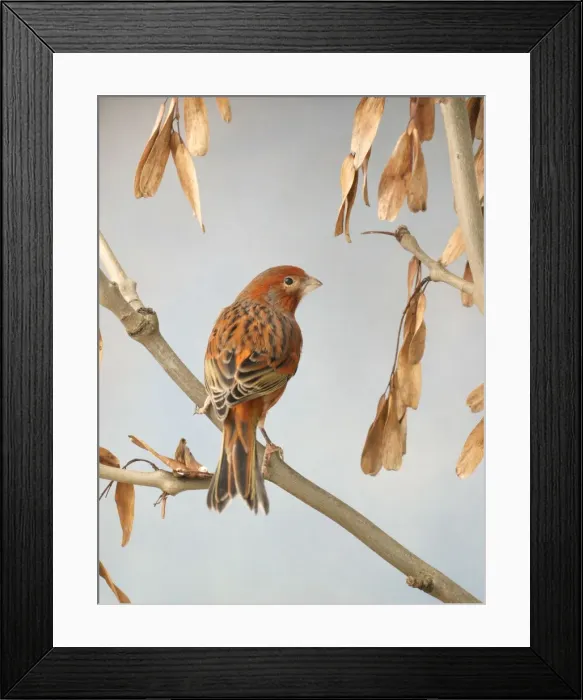 Framed Print : Canary - bronze red, back view on ash, captive bred Bedfordshire UK Framed Print : Canary - bronze red, back view on ash, captive bred Bedfordshire UK