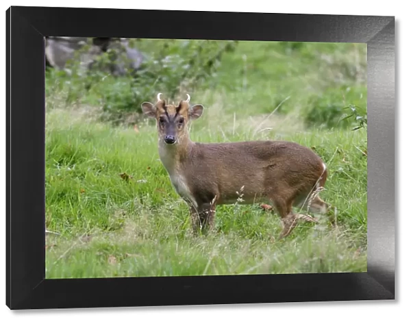Muntjac Deer - male side view Bedfordshire UK