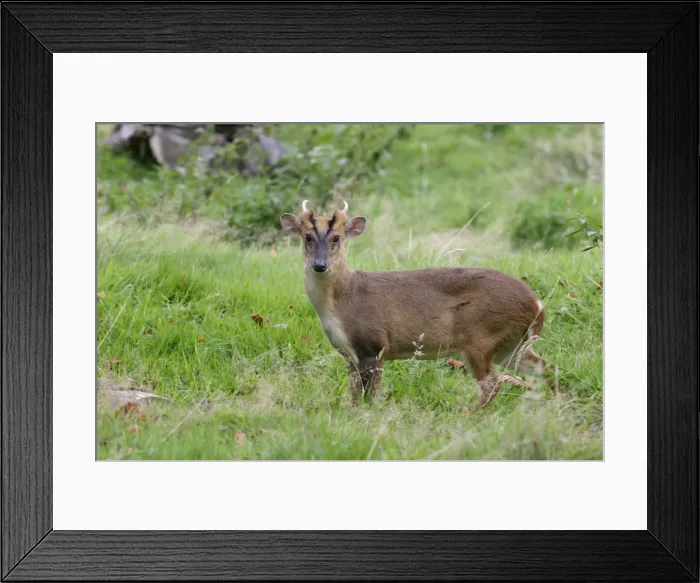 Framed Print : Muntjac Deer - male side view Bedfordshire UK Framed Print : Muntjac Deer - male side view Bedfordshire UK