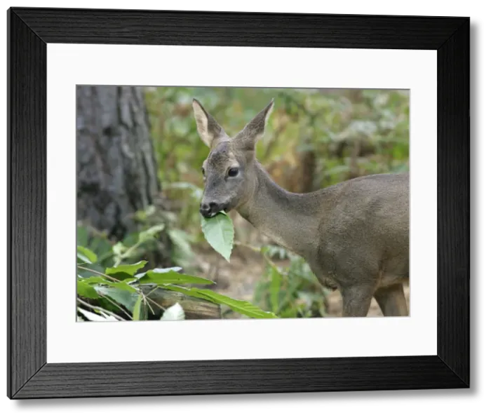 Framed Print : Roe Deer - female feeding, captive Kent UK Framed Print : Roe Deer - female feeding, captive Kent UK