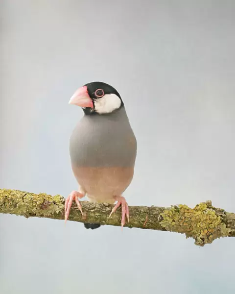 Java Sparrow - front view, captive, wild in Java, Bali and introduced into the tropics Bedfordshire UK