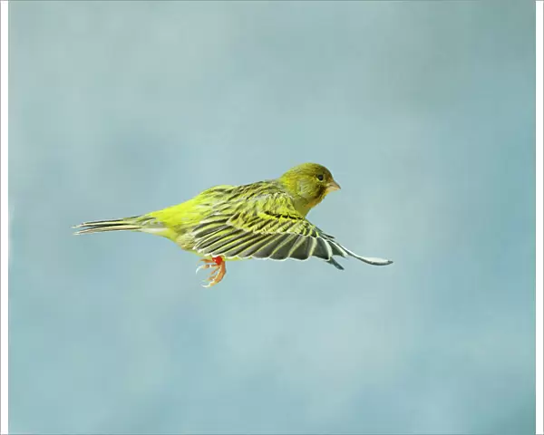 Canary - Green fife in flight side view wings level, cage bird Bedfordshire, UK