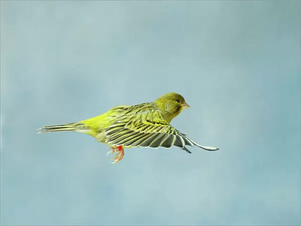 Canary - Green fife in flight side view wings level, cage bird Bedfordshire, UK