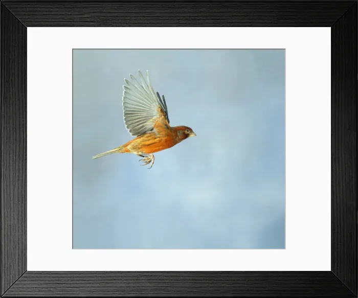Framed Print : Canary - Bronze red in flight side view wings up, cage bird Bedfordshire, UK Framed Print : Canary - Bronze red in flight side view wings up, cage bird Bedfordshire, UK