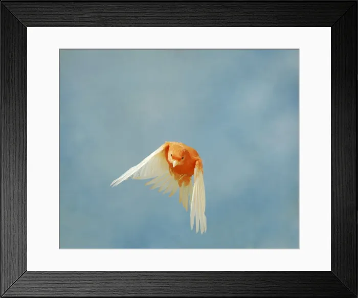 Framed Print : Canary - Intensive red in flight front view wings down, cage bird Bedfordshire, UK Framed Print : Canary - Intensive red in flight front view wings down, cage bird Bedfordshire, UK
