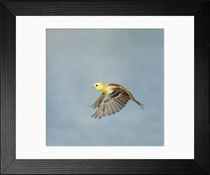 Framed Print : Golden Song Sparrow - Male in flight side view wings down, cage bird Bedfordshire, UK Framed Print : Golden Song Sparrow - Male in flight side view wings down, cage bird Bedfordshire, UK