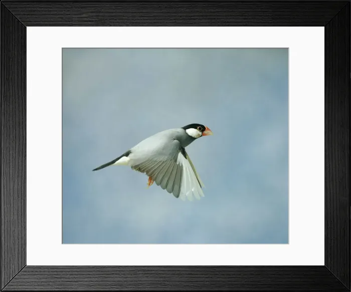 Framed Print : Java Sparrow - In flight side view wings down, cage bird Bedfordshire, UK Framed Print : Java Sparrow - In flight side view wings down, cage bird Bedfordshire, UK