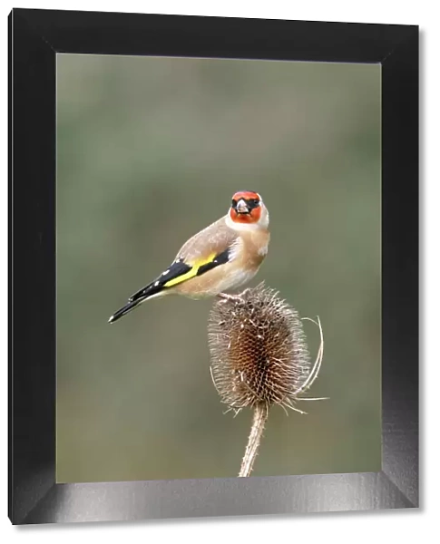 Goldfinch - On teasel side view Bedfordshire, UK
