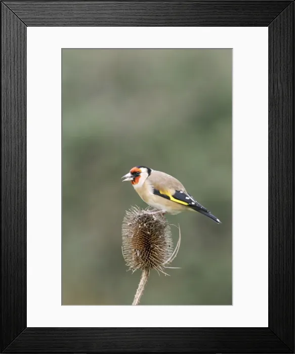 Framed Print : Goldfinch - On teasel side view Bedfordshire, UK Framed Print : Goldfinch - On teasel side view Bedfordshire, UK