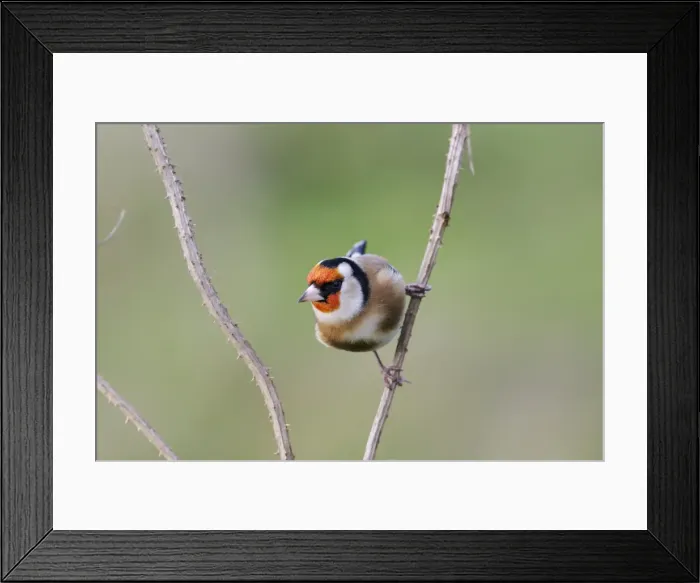 Framed Print : Goldfinch - On teasel stem front view Bedfordshire, UK Framed Print : Goldfinch - On teasel stem front view Bedfordshire, UK