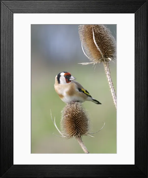 Framed Print : Goldfinch - On teasel front view Bedfordshire, UK