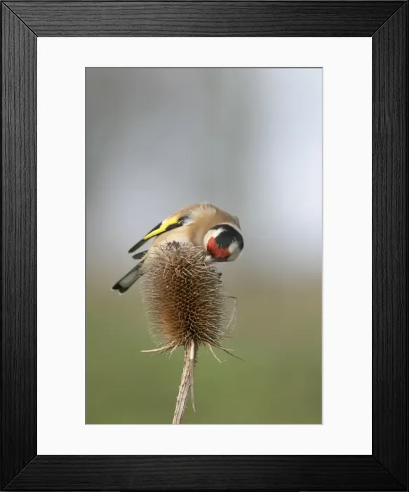 Framed Print : Goldfinch - Feeding on teasel side view Bedfordshire, UK Framed Print : Goldfinch - Feeding on teasel side view Bedfordshire, UK