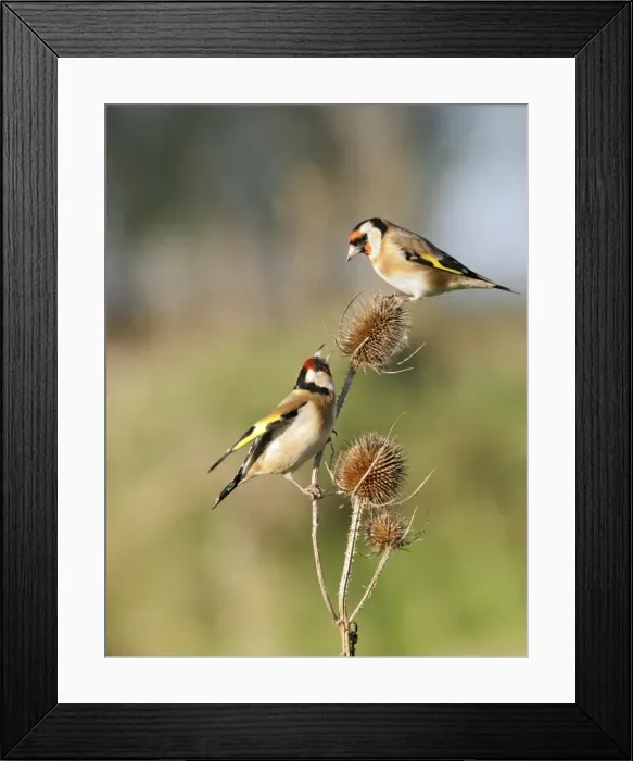 Framed Print : Goldfinches - 2 birds fighting over teasels Bedfordshire, UK Framed Print : Goldfinches - 2 birds fighting over teasels Bedfordshire, UK